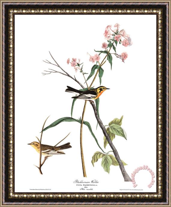 John James Audubon Blackburnian Warbler Framed Painting