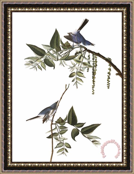John James Audubon Blue Grey Fly Catcher Framed Painting