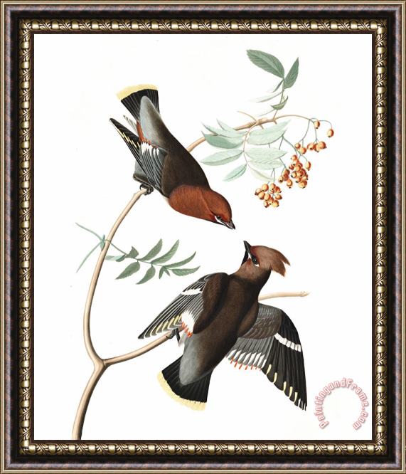 John James Audubon Bohemian Chatterer Framed Painting