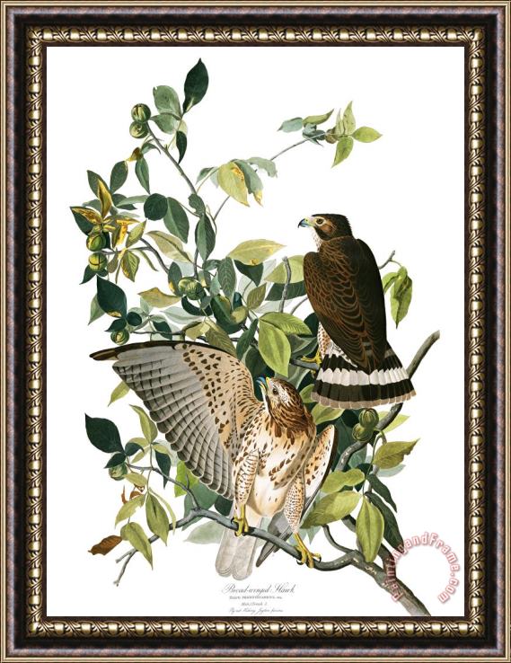 John James Audubon Broad Winged Hawk Framed Painting