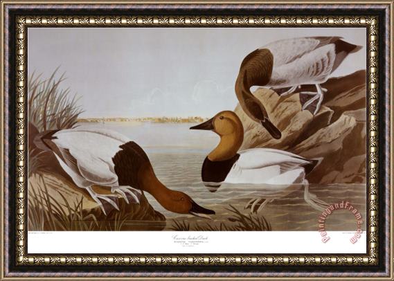 John James Audubon Canvasback Duck Framed Print
