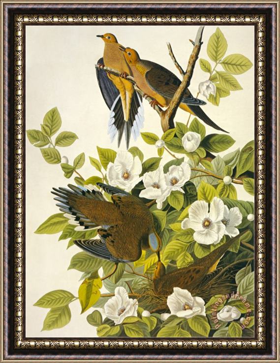 John James Audubon Carolina Turtle Dove Framed Painting