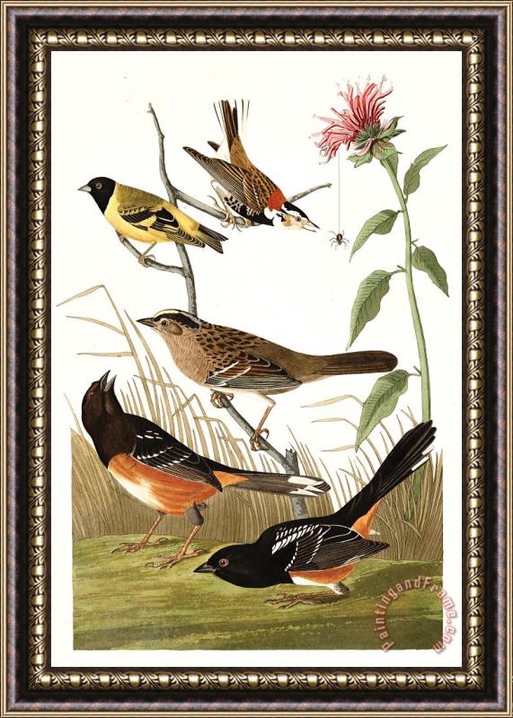 John James Audubon Chestnut Coloured Finch, Black Headed Siskin, Black Crown Bunting, Arctic Ground Finch Framed Print