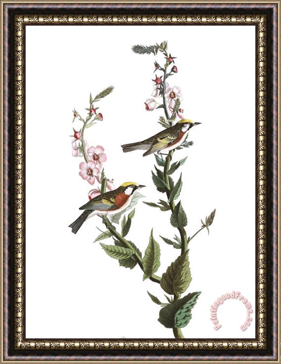 John James Audubon Chestnut Sided Warbler Framed Print