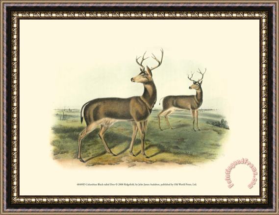 John James Audubon Columbian Black Tailed Deer Framed Painting