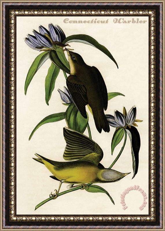 John James Audubon Connecticut Warbler Framed Painting