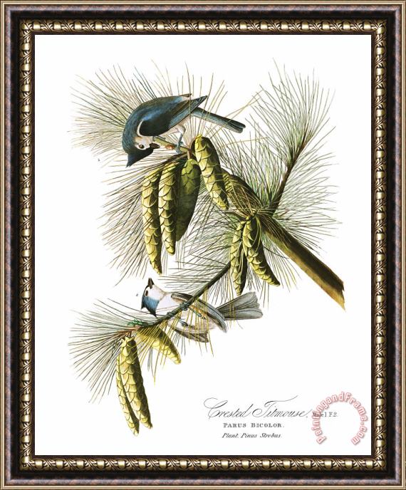 John James Audubon Crested Titmouse Framed Painting