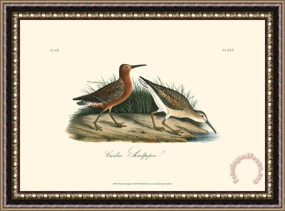 John James Audubon Curlew Sandpiper Framed Print