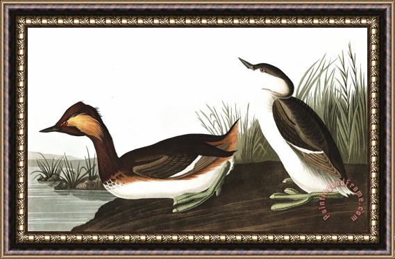 John James Audubon Eared Grebe Framed Print