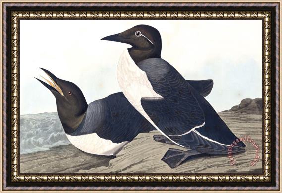 John James Audubon Foolish Guillemot Framed Print