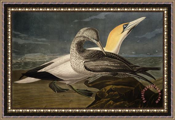 John James Audubon Gannets Framed Print