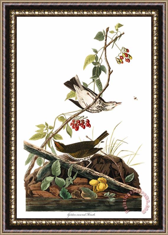 John James Audubon Golden Crowned Thrush Framed Painting