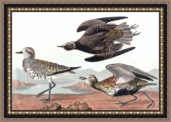 John James Audubon Golden Plover Framed Print