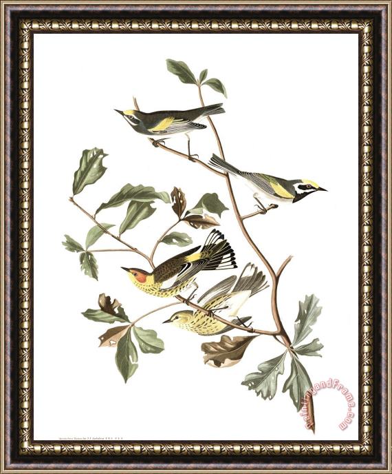 John James Audubon Golden Winged Warbler, Or Cape May Warbler Framed Print