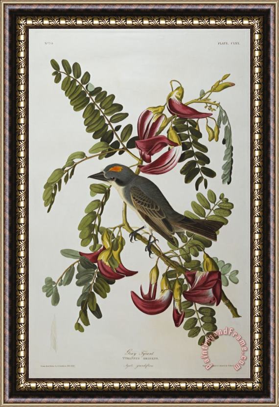 John James Audubon Gray Tyrant Gray Kingbird Tyrannus Dominicensis From The Birds of America Framed Print