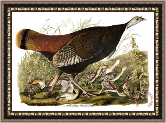 John James Audubon Great American Hen Framed Painting