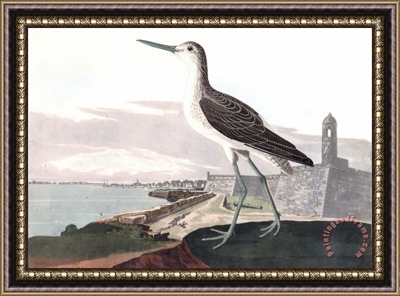 John James Audubon Greenshank Framed Print