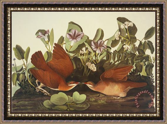 John James Audubon Key West Dove Framed Painting