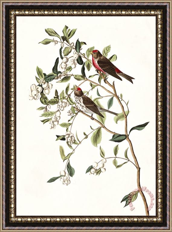 John James Audubon Lesser Red Poll Framed Print