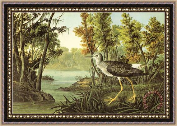 John James Audubon Lesser Yellow Legs Framed Print