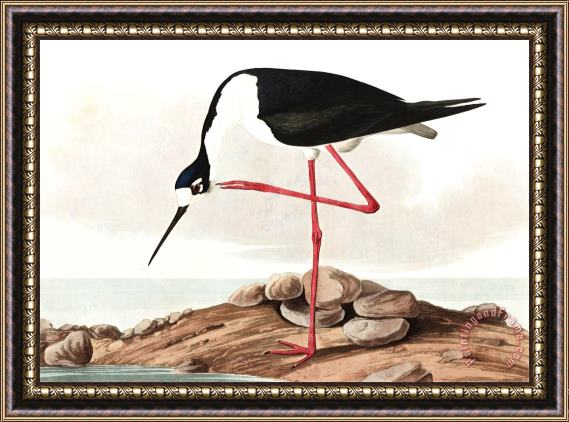 John James Audubon Long Legged Avocet Framed Print