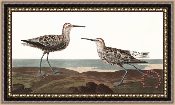 John James Audubon Long Legged Sandpiper Framed Print