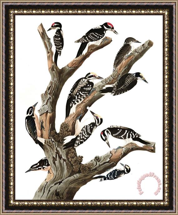 John James Audubon Maria's Woodpecker, Three Toed Woodpecker, Phillips' Woodpecker, Canadian Woodpecker, Harris's Woodpecker, Audubon's Woodpecker Framed Print