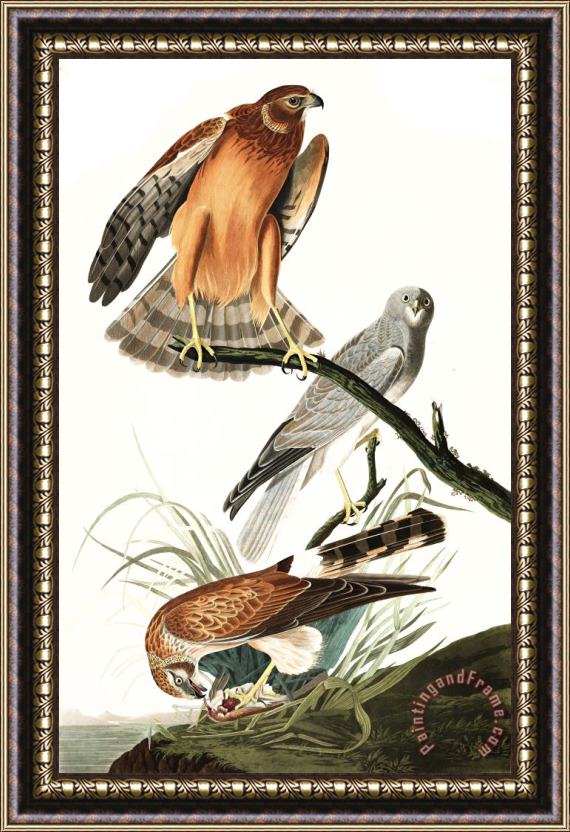 John James Audubon Marsh Hawk Framed Print