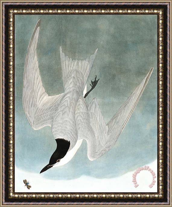 John James Audubon Marsh Tern Framed Print