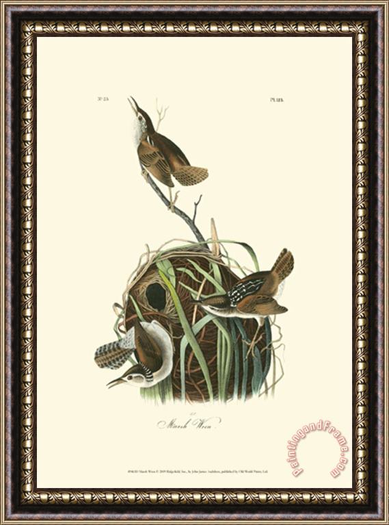 John James Audubon Marsh Wren Framed Painting