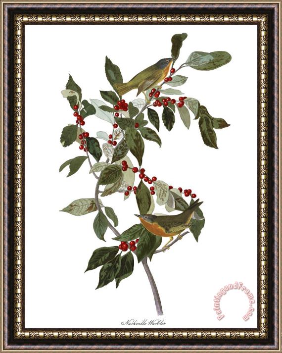 John James Audubon Nashville Warbler Framed Painting