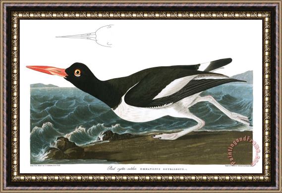 John James Audubon Pied Oyster Catcher Framed Painting
