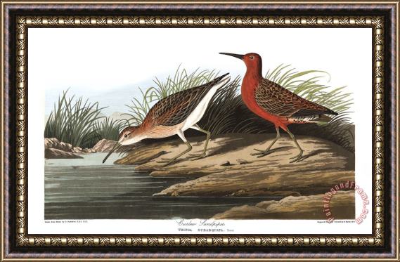 John James Audubon Pigmy Curlew Framed Print