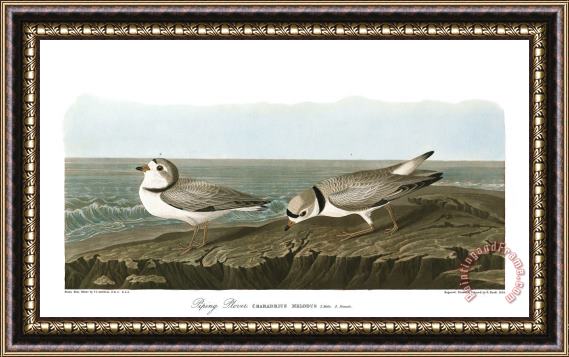 John James Audubon Piping Plover Framed Print