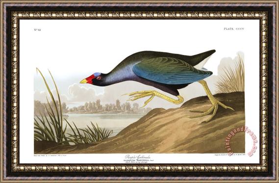 John James Audubon Purple Gallinule Framed Print