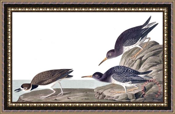 John James Audubon Purple Sandpiper Framed Print