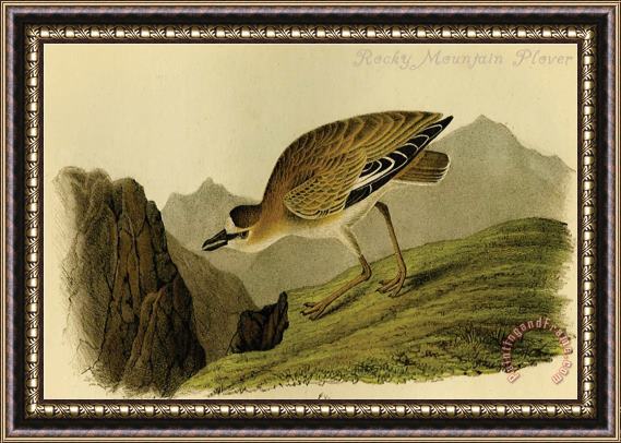 John James Audubon Rocky Mountain Plover Framed Painting