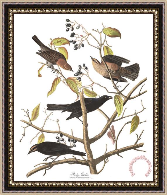 John James Audubon Rusty Grakle Framed Print