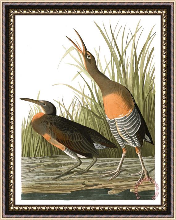 John James Audubon Salt Water Marsh Hen Framed Print