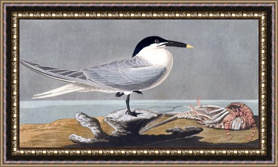 John James Audubon Sandwich Tern Framed Print