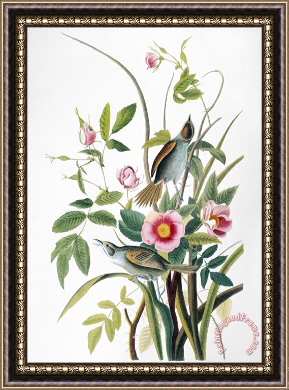John James Audubon Seaside Sparrow 1858 Framed Print