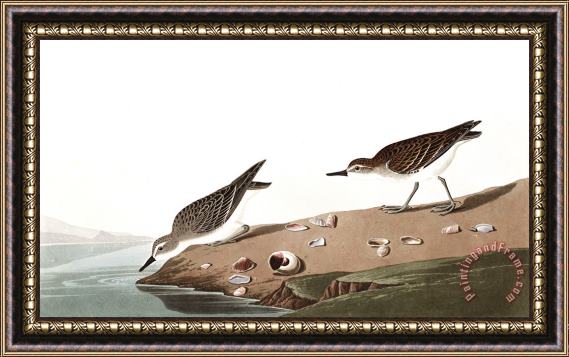 John James Audubon Semipalmated Sandpiper Framed Print