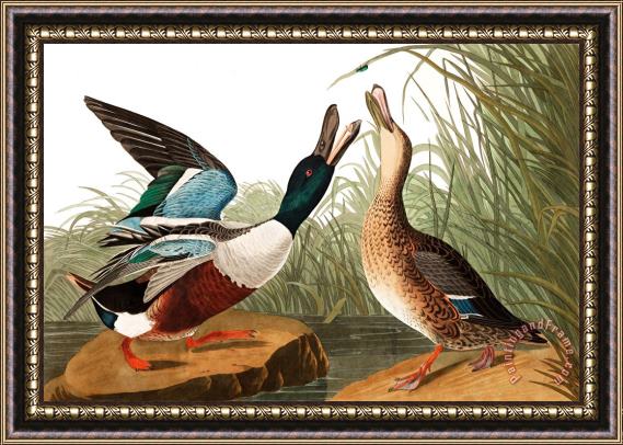 John James Audubon Shoveller Duck Framed Print