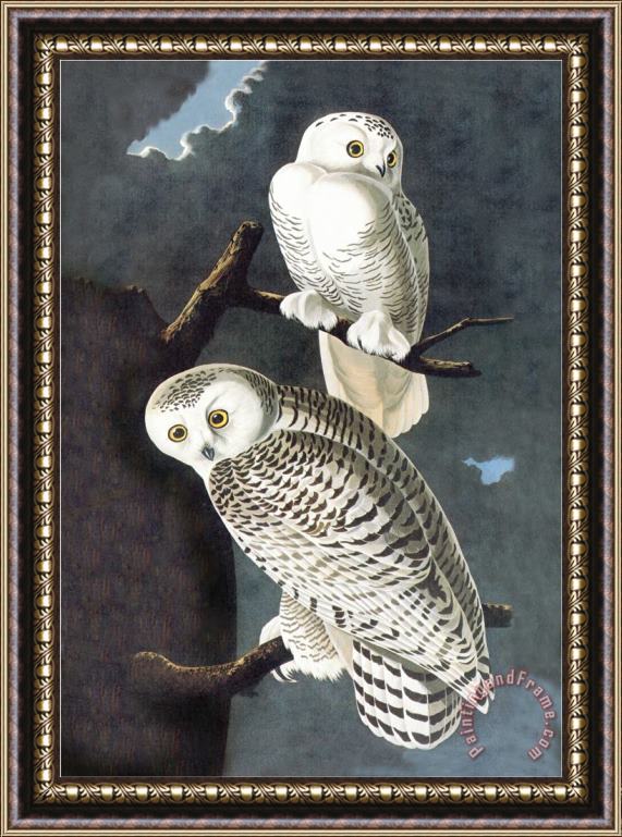 John James Audubon Snowy Owl Framed Print