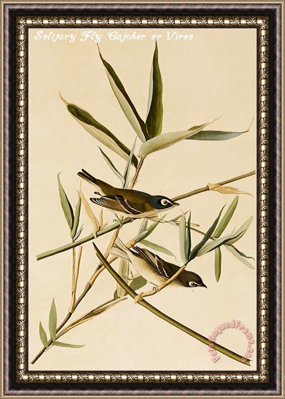 John James Audubon Solitary Fly Catcher Or Vireo Framed Print