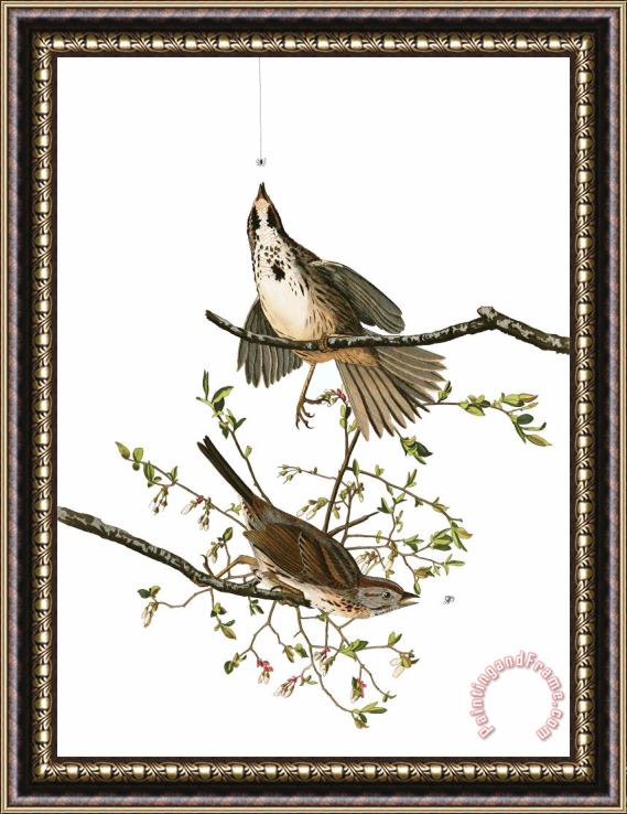 John James Audubon Song Sparrow Framed Painting