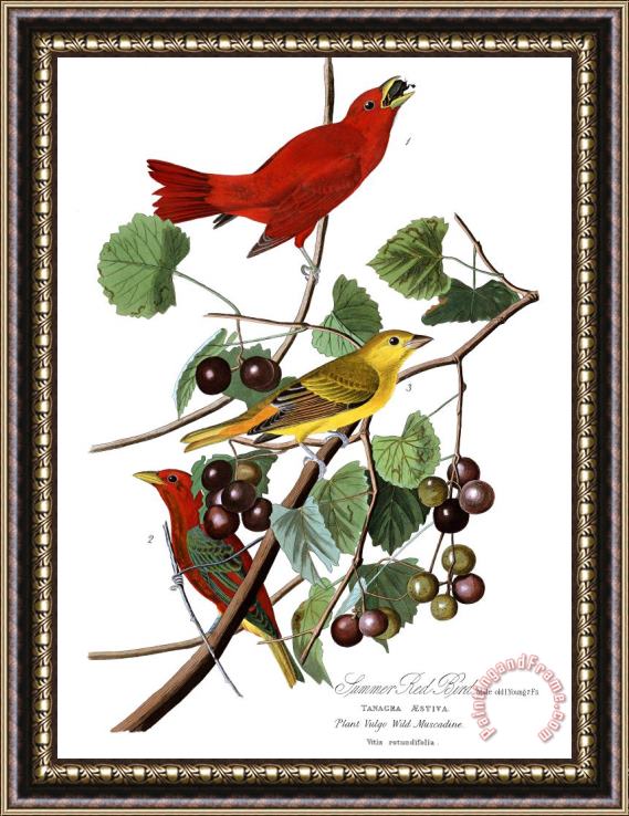 John James Audubon Summer Red Bird Framed Print