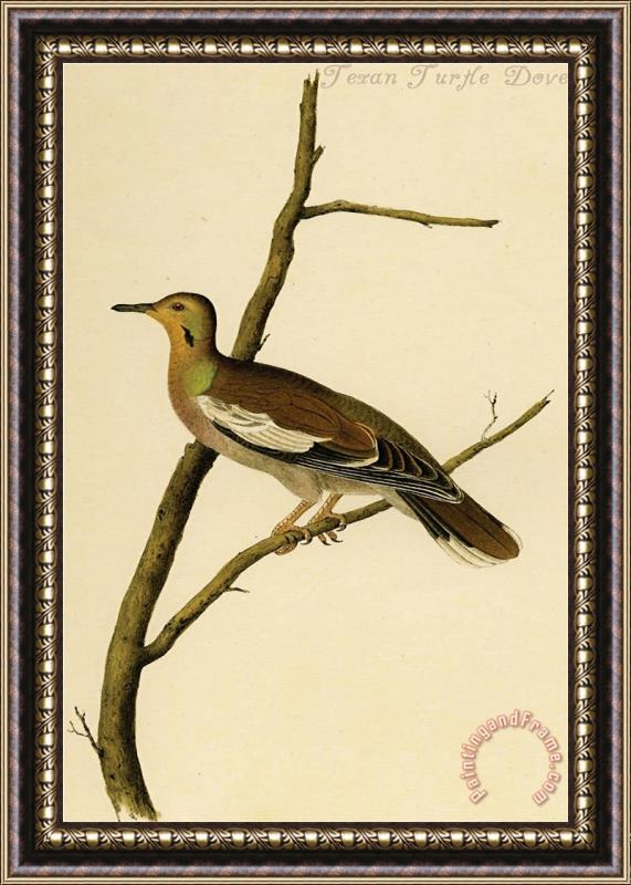 John James Audubon Texan Turtle Dove Framed Painting