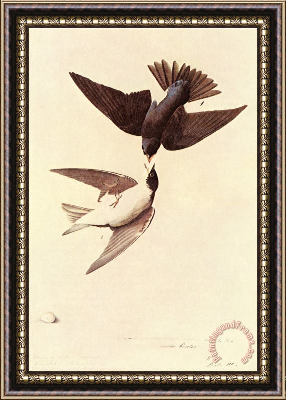 John James Audubon Tree Swallow Framed Painting