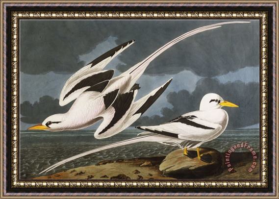 John James Audubon Tropic Bird Phaeton Athreus Plate Cclxii From The Birds of America Framed Painting